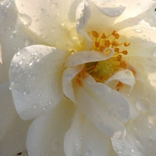 Rosa  Diamant® - róża bez zapachu - Róże pienne - z kwiatami pojedynczymi - biały  - Wilhelm Kordes III. - korona zwisająca - -